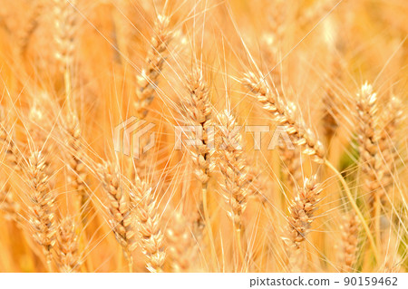 Yellow ripe wheat ears Yellow ripe wheat ears 90159462