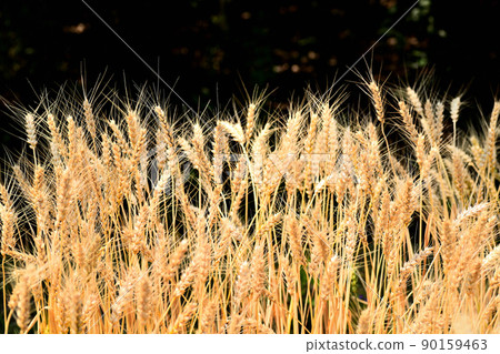 Yellow ripe wheat ears Yellow ripe wheat ears 90159463