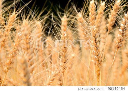 Yellow ripe wheat ears Yellow ripe wheat ears 90159464