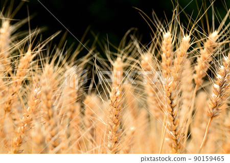Yellow ripe wheat ears 90159465