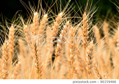 Yellow ripe wheat ears Yellow ripe wheat ears 90159466