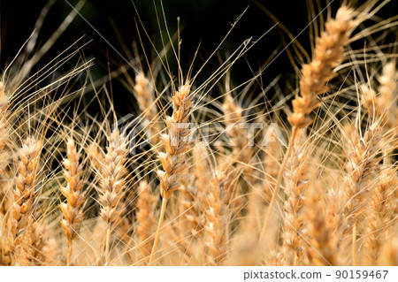 Yellow ripe wheat ears Yellow ripe wheat ears 90159467