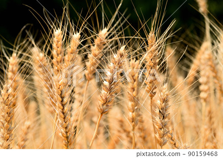 Yellow ripe wheat ears 90159468
