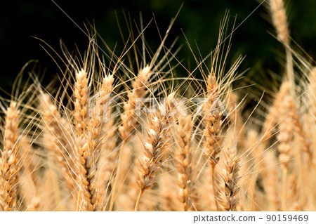 Yellow ripe wheat ears 90159469
