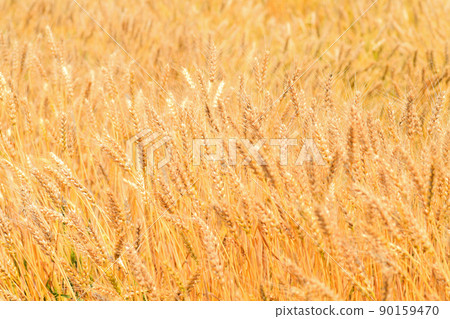 Yellow ripe wheat ears 90159470