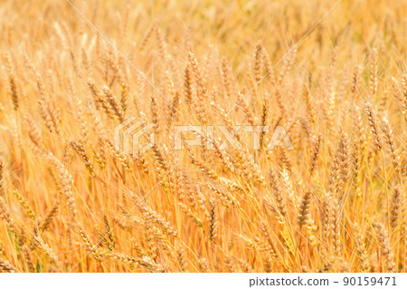 Yellow ripe wheat ears 90159471