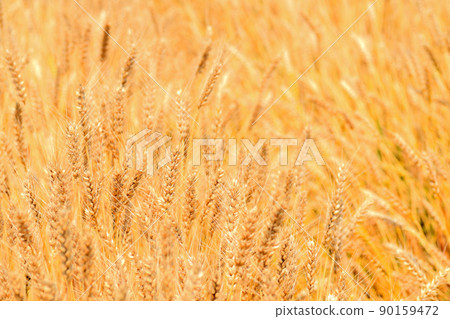 Yellow ripe wheat ears Yellow ripe wheat ears 90159472