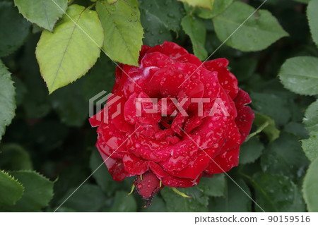Arao City Ominous Citizen Flower Bed Rose Flower, 90159516
