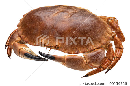 Red crab isolated on white background, full depth of field Red crab isolated on white background, full depth of field 90159736