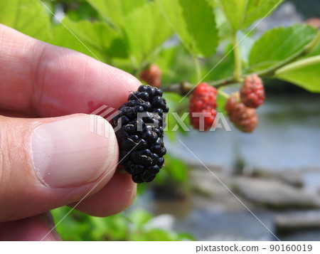 成熟的桑白皮 90160019