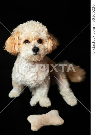 A portrait of beige Maltipoo puppy with a toy bone on a black background. Adorable Maltese and Poodle mix Puppy 90160220