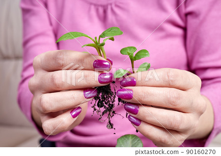 Girl transplanting plant seedlings into new pot at home Girl transplanting plant seedlings into new pot at home 90160270
