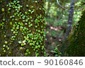 tree, green, forest 90160846