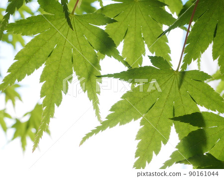 春天楓的透射光很美，我拍了一張 90161044