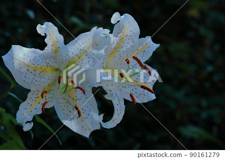 百合之王 90161279