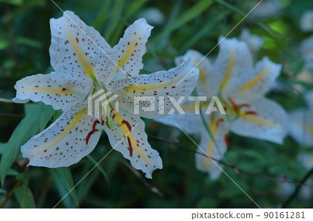 百合之王 百合之王 90161281