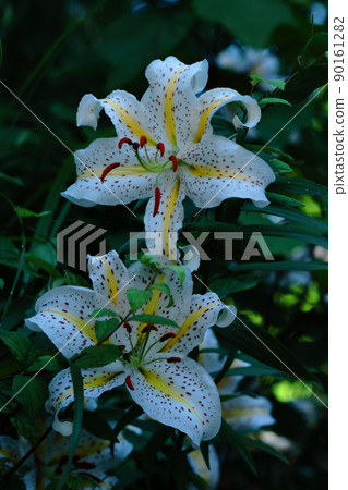 百合之王 90161282