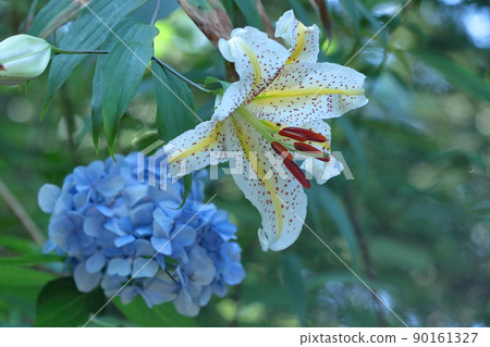 百合之王 百合之王 90161327