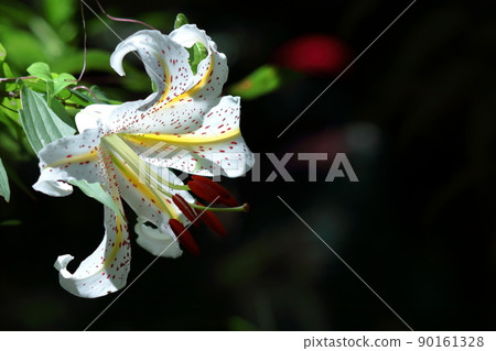 百合之王 百合之王 90161328