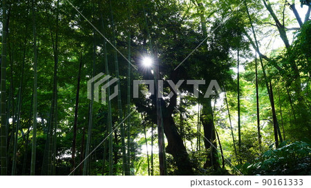 Fresh green bamboo grove 35mm / Rikugien 2022 90161333