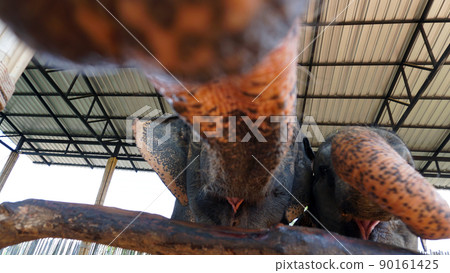 Elephants try to sniff the camera with their trunk Elephants try to sniff the camera with their trunk 90161425