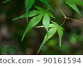 green, background, autumn 90161594