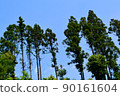 abstract, forest, tree 90161604