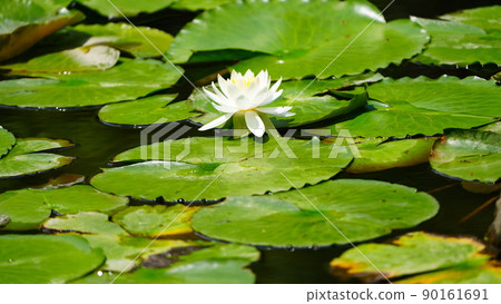 Water lily 600mm: In the sun / Koishikawa Korakuen in full bloom Water lily 600mm: In the sun / Koishikawa Korakuen in full bloom 90161691