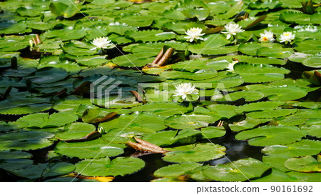 Water lily: Floating on the water / Koishikawa Korakuen in full bloom Water lily: Floating on the water / Koishikawa Korakuen in full bloom 90161692