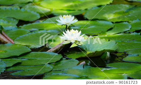Water lily 600mm two-shot / Koishikawa Korakuen best time to see 90161723