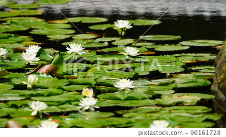 睡蓮 489 毫米：漂浮在水面上 / 小石川後樂園盛開 90161728