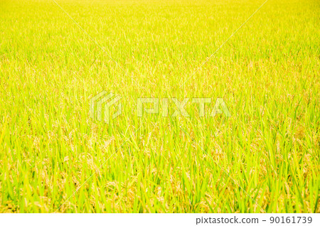 Rural scenery of Aso (Autumn sunny, rice harvesting, Aso rice) (Autumn) Japan, Kyushu, Aso City, Kumamoto Prefecture 90161739