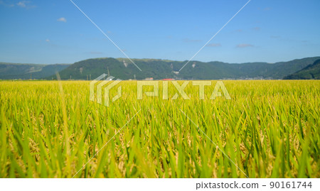 阿甦的鄉村風光(秋天陽光明媚,水稻收穫,阿蘇水稻)(秋天)日本,九州,熊本縣阿蘇市 阿甦的鄉村風光(秋天陽光明媚,水稻收穫,阿蘇水稻)(秋天)日本,九州,熊本縣阿蘇市 90161744