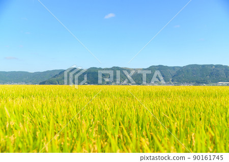 阿甦的鄉村風光（秋天陽光明媚，水稻收穫，阿蘇水稻）（秋天）日本，九州，熊本縣阿蘇市 90161745