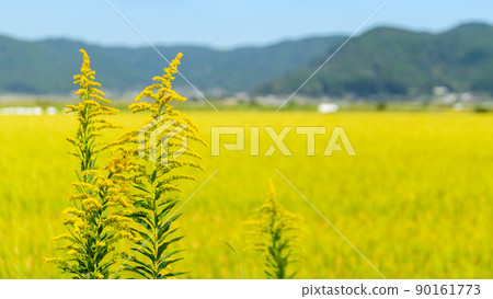 Rural scenery of Aso (Autumn sunny, rice harvesting, Aso rice) (Autumn) Japan, Kyushu, Aso City, Kumamoto Prefecture Rural scenery of Aso (Autumn sunny, rice harvesting, Aso rice) (Autumn) Japan, Kyushu, Aso City, Kumamoto Prefecture 90161773