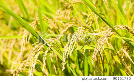 Rural scenery of Aso (Autumn sunny, rice harvesting, Aso rice) (Autumn) Japan, Kyushu, Aso City, Kumamoto Prefecture 90161780