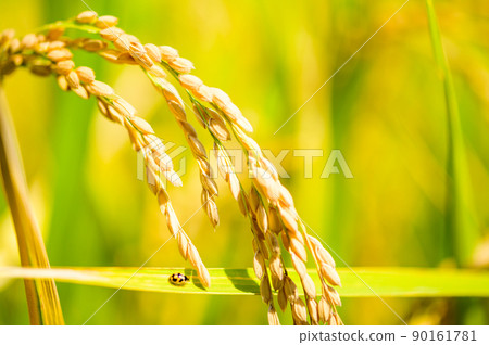 Rural scenery of Aso (Autumn sunny, rice harvesting, Aso rice) (Autumn) Japan, Kyushu, Aso City, Kumamoto Prefecture Rural scenery of Aso (Autumn sunny, rice harvesting, Aso rice) (Autumn) Japan, Kyushu, Aso City, Kumamoto Prefecture 90161781