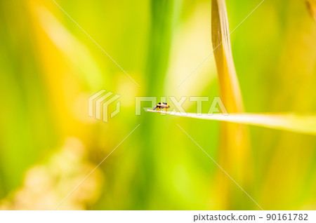 Rural scenery of Aso (Autumn sunny, rice harvesting, Aso rice) (Autumn) Japan, Kyushu, Aso City, Kumamoto Prefecture 90161782