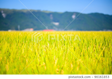 Rural scenery of Aso (Autumn sunny, rice harvesting, Aso rice) (Autumn) Japan, Kyushu, Aso City, Kumamoto Prefecture Rural scenery of Aso (Autumn sunny, rice harvesting, Aso rice) (Autumn) Japan, Kyushu, Aso City, Kumamoto Prefecture 90161853