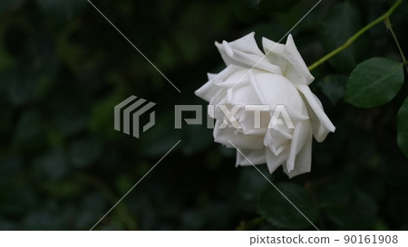 Fresh snow 2: Refreshing transparency / Yoyogi Park Spring roses 90161908