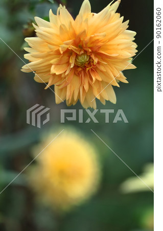 五顏六色的大花 90162060