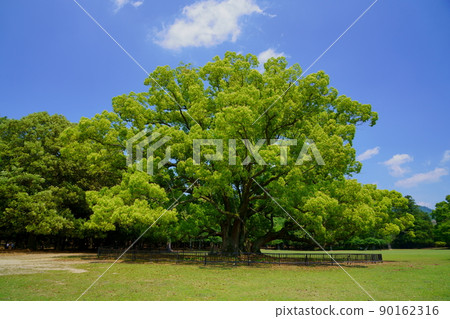Giant camphor tree in May, Nara Park, Tobihino Giant camphor tree in May, Nara Park, Tobihino 90162316