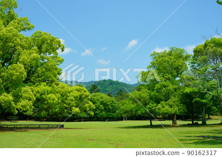 Giant camphor tree in May, Nara Park, Tobihino Giant camphor tree in May, Nara Park, Tobihino 90162317