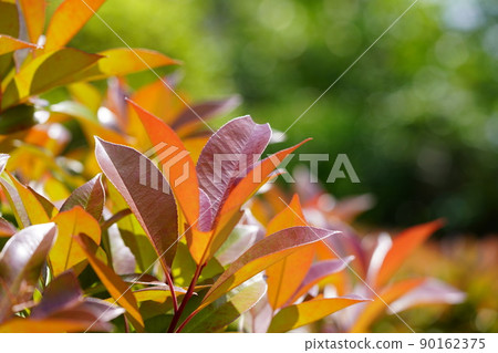 葉子背景材料,五月的日本石楠 葉子背景材料,五月的日本石楠 90162375