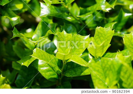 Background material of fresh green leaves in May, Ilex cornuta Background material of fresh green leaves in May, Ilex cornuta 90162394