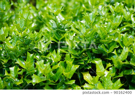Background material of fresh green leaves in May, Ilex cornuta Background material of fresh green leaves in May, Ilex cornuta 90162400