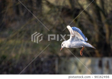 portrait of a seagull in flight on a natural background 90162498