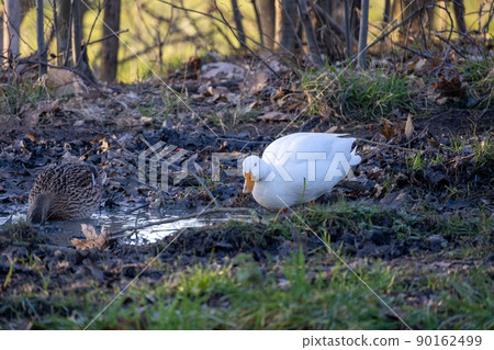 2 ducks, one with a white hair, another with 3 colors light brown, white and black, standing on a 90162499