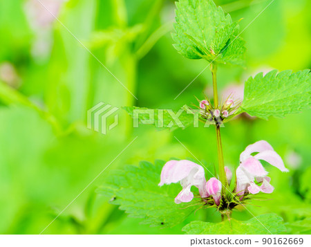 充滿綠色植物的武藏野和多摩的原始風景。可愛的小花在初夏的森林中著色。 充滿綠色植物的武藏野和多摩的原始風景。可愛的小花在初夏的森林中著色。 90162669