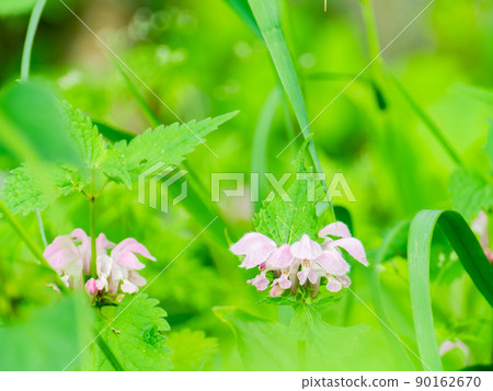 充滿綠色植物的武藏野和多摩的原始風景。可愛的小花在初夏的森林中著色。 充滿綠色植物的武藏野和多摩的原始風景。可愛的小花在初夏的森林中著色。 90162670